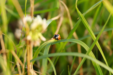 flower  macro  plant  ladybug  insect  spring  summer  green  nature  bug  white  meadow  vale ...