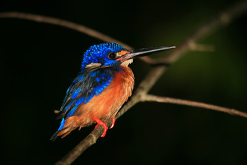 Common Kingfisher awaiting the right moment