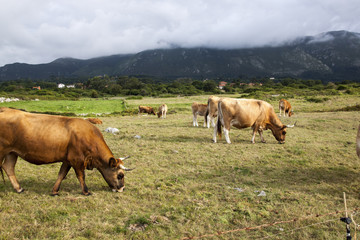 Vacas en el monte