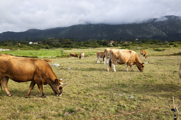 Fototapeta na wymiar Vacas en el monte