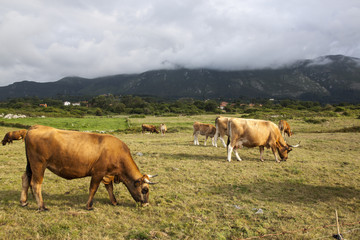 Fototapeta na wymiar Vacas en el monte