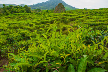 Green Tea Plantations. Sabah, Borneo island, Malaysia