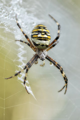 Argiope bruennichi wasp spider