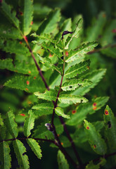 Jagged leaves of green rowans