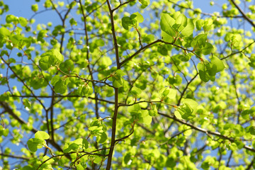 Green spring birch leaves background