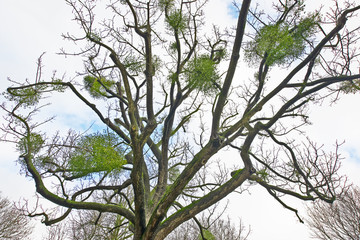 Tree with viscum in winter