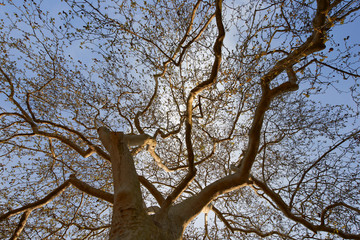 Tree in winter, no leafs