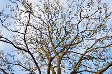 Tree in winter, no leafs