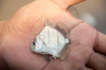 Fototapeta premium Small Fish In Hand Of Fisherman