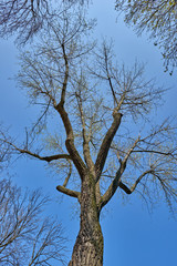 Tree in winter, no leafs