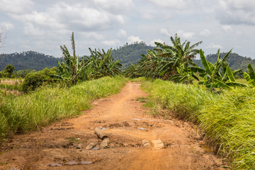 ground road in jungle © murrrrrs