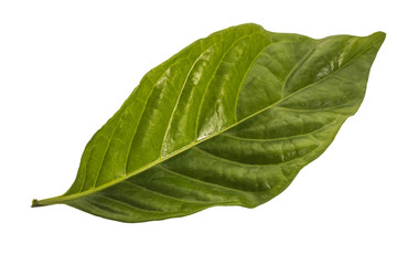 Obraz premium Green leaf