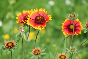 Common gaillardia or blanketflower (Gaillardia aristata) on flowerbed