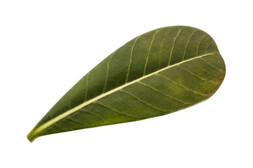 Green leaf