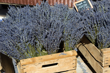 Bouquets de lavande en Provence
