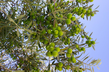 Olive tree branch