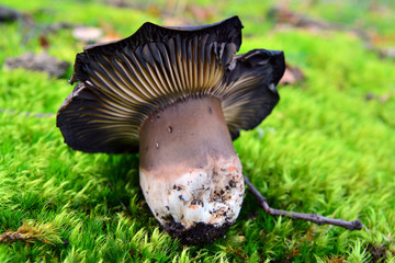 russula nigricans mushroom