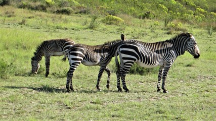 Fototapeta premium Cape mountain zebra (Equus zebra) in grassland, South Africa 