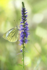 Veronica spicata - spiked speedwell with buttefly