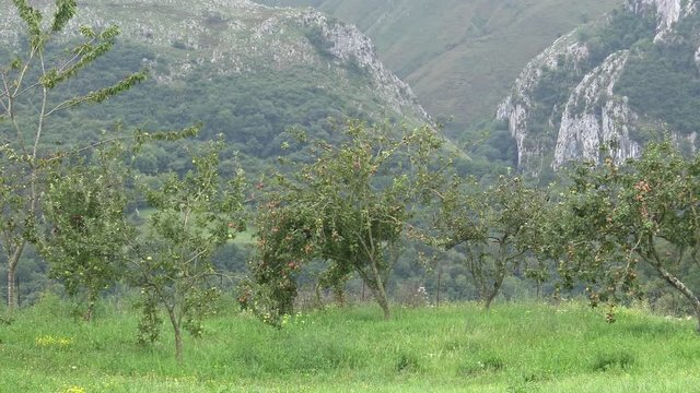Natural landscape of mountain Asturias Spain