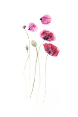 Pressed and dried poppies flower background