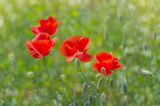 Floral background. Red poppies in green grass on a blurry background of lush meadow with bokeh effect
