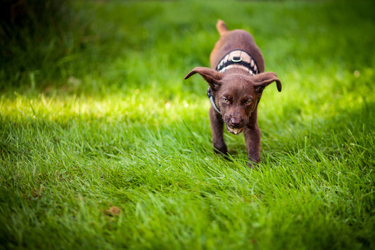 Brauner Hundewelpe frisst Nacktschnecke und guckt komisch, Gift-Köder Training