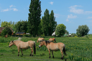 chevaux_2