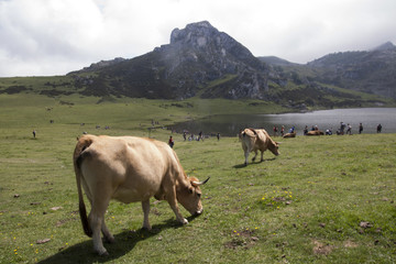Lagos en Covadonga entre los valles y las vacas
