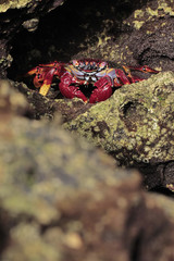 Grapsus grapsus adscensionis - red rock crab