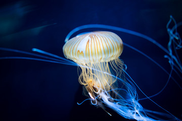 Colorful jellyfish on deep blue