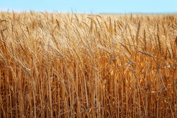 Spikelets on wheat field, closeup