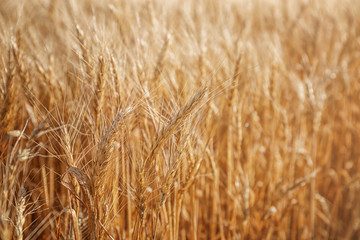 Spikelets on wheat field, closeup