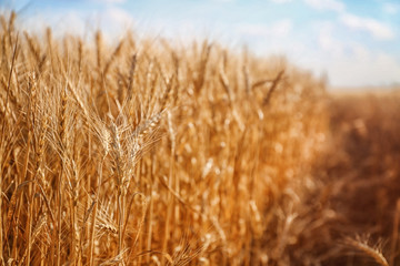 Spikelets on wheat field, closeup