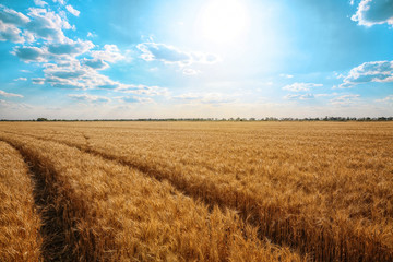 Beautiful landscape of wheat field