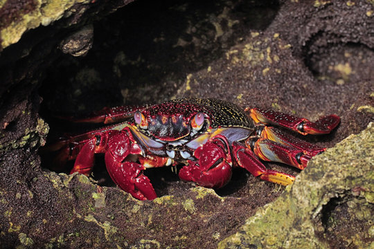Grapsus grapsus adscensionis - red rock crab