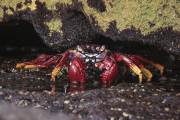 Grapsus grapsus adscensionis - red rock crab