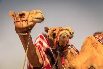 Photo sur Plexiglas Chameau Course de chameaux