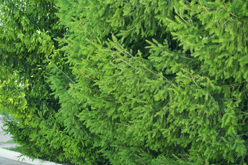 Beautiful fir trees outdoors. Christmas concept