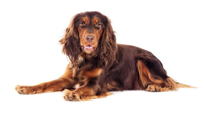 cocker spaniel dog