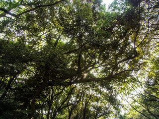 green leaf on tree branch for background