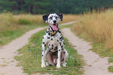 portrait of a funny dalmatian sitting on the road
