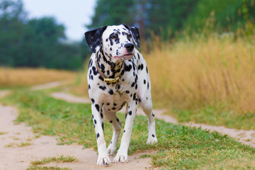 Portrait of a funny dalmatian standing on the road