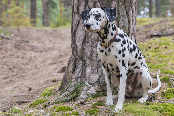 portrait of a funny dalmatian sitting under a tree in a summer forest