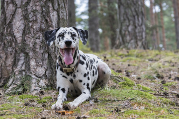 Portrait of a funny dalmatian lying under a tree in a summer forest