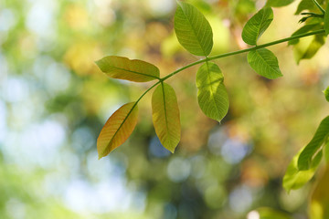 Fototapeta na wymiar Colorful tree leaves