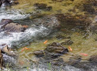 Fototapeta premium The carp fish is swimming upstream in a stream in Japan.