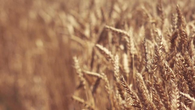 Ripe golden wheat field with cereal plant ears full of grains ready for harvest. Agriculture and agri-business concept background with selective focus.