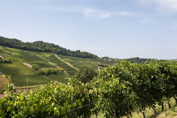 Fototapeta na wymiar Vineyards on hills in Monforte D'Alba, in the Langhe region, Piedmont, Italy