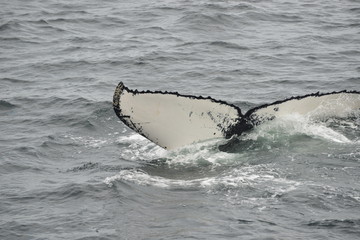 Whale in the ocean